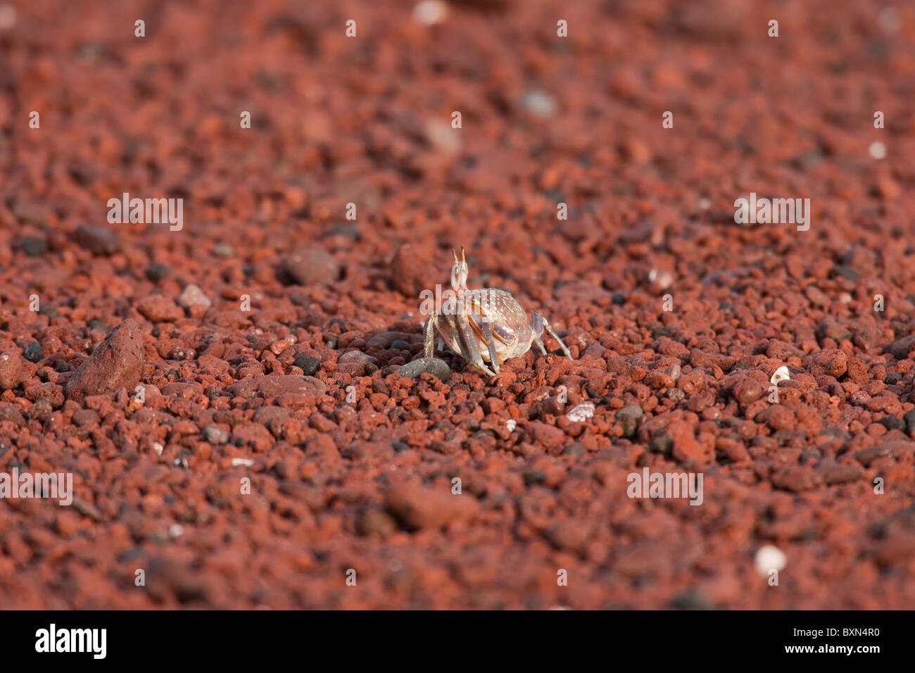 Ghost Crab (Ocypode gaudichaudii) foraging on a red rock beach on Rabida Island, Galapagos. Stock Photo