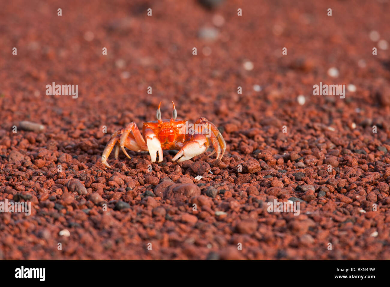 Ghost Crab (Ocypode gaudichaudii) foraging on a red rock beach on Rabida Island, Galapagos. Stock Photo