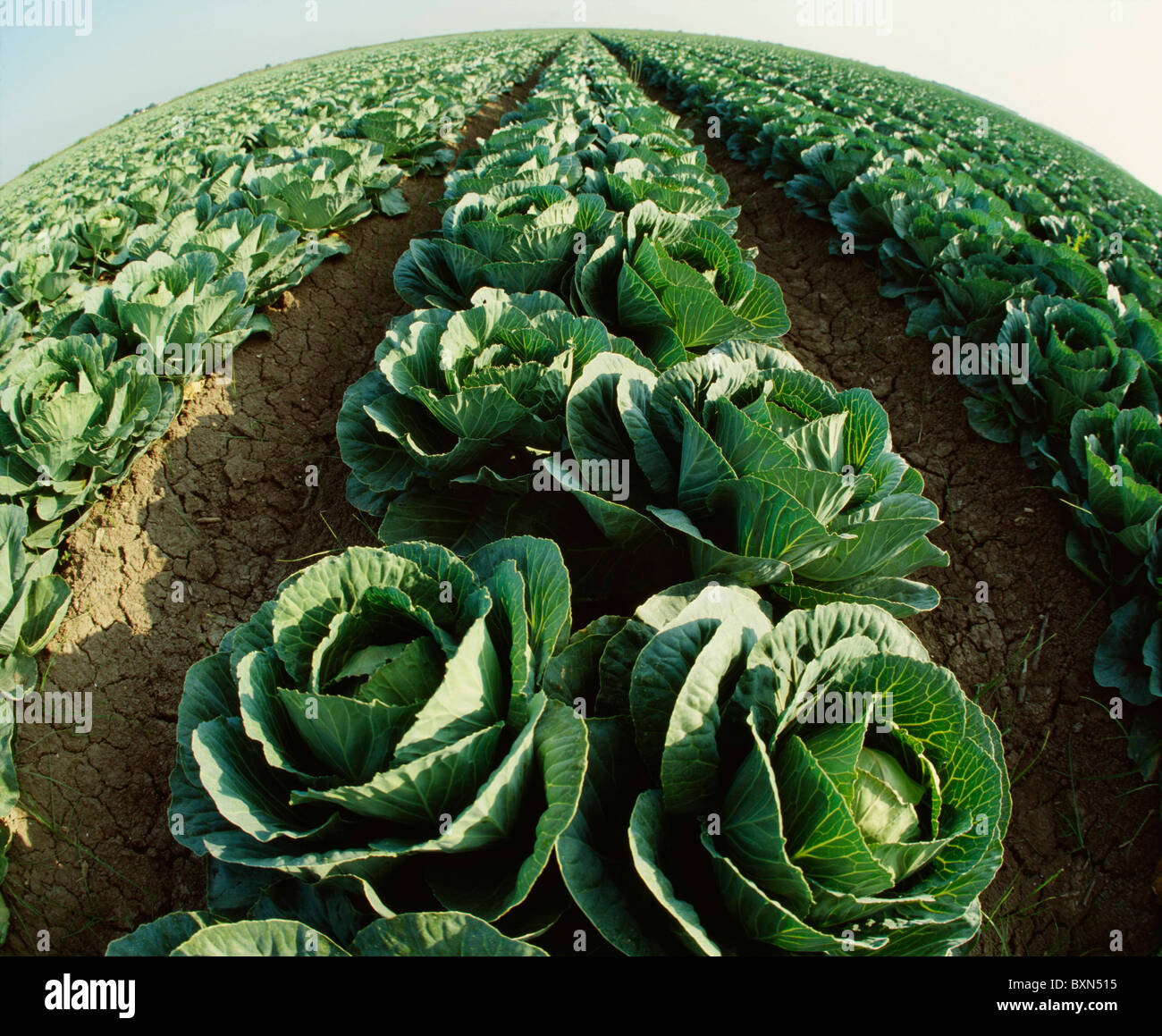 HALF GROWN CABBAGES WEST OF PROGRESS, TEXAS Stock Photo Alamy