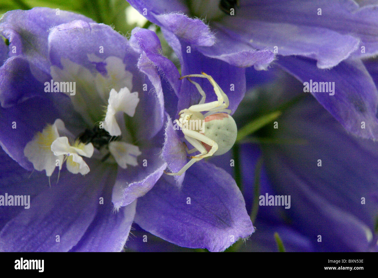 Crab spider Stock Photo