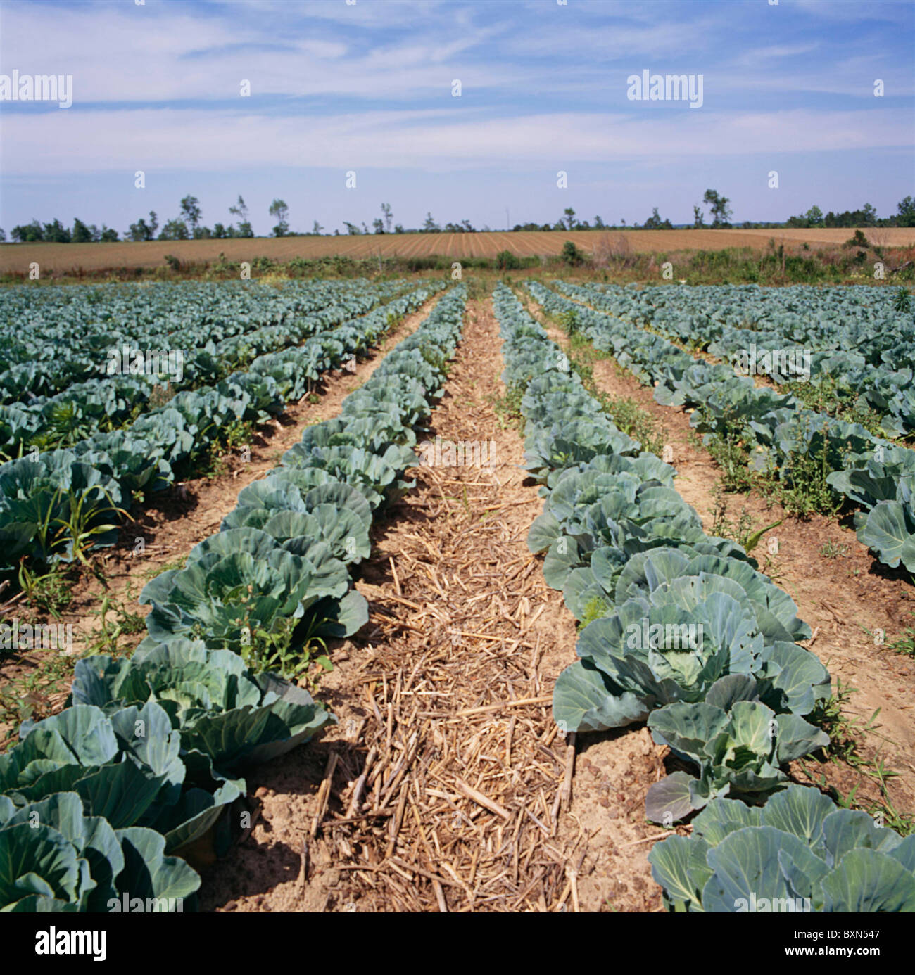 COMMERCIAL CABBAGE FIELD WITH NOTILL MATTER COASTAL PLAINS AGRICULTURE