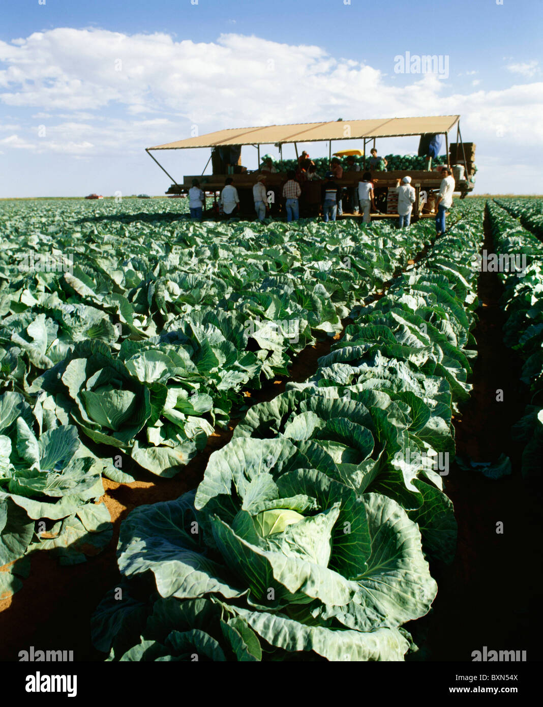 HARVESTING CABBAGE HEREFORD, TEXAS Stock Photo