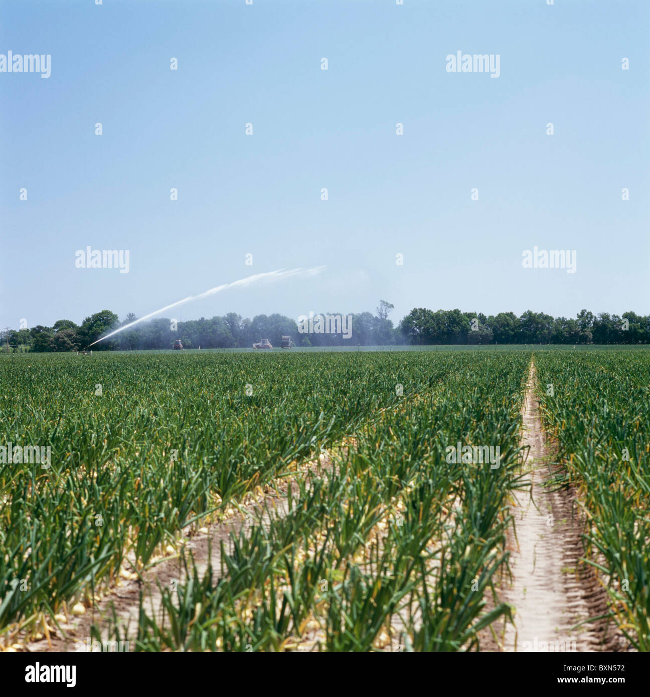 Irrigated onion field hires stock photography and images Alamy