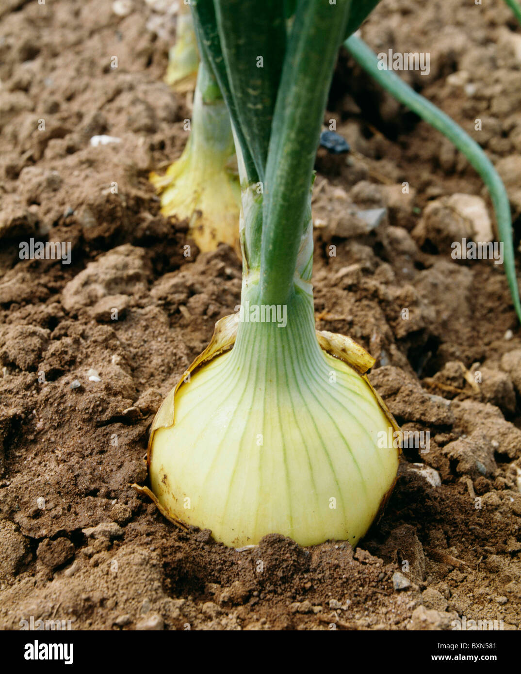 YELLOW SWEET SPANISH ONIONS / PENNSYLVANIA Stock Photo Alamy