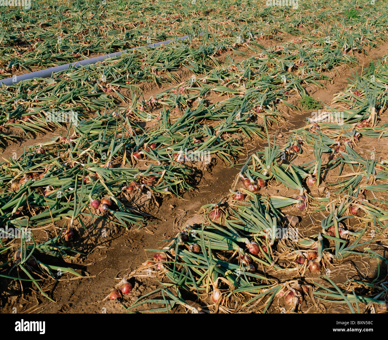 Onion pipe hires stock photography and images Alamy