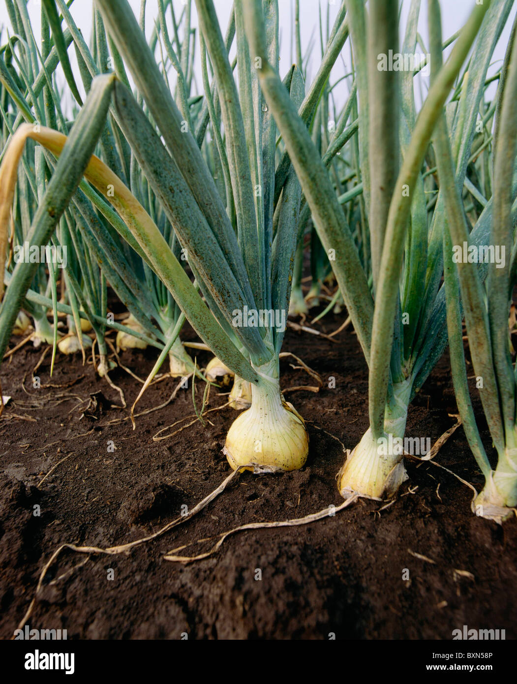 YELLOW ONIONS JUST PRIOR TO HARVEST MOUNT MORRIS, NEW YORK Stock Photo
