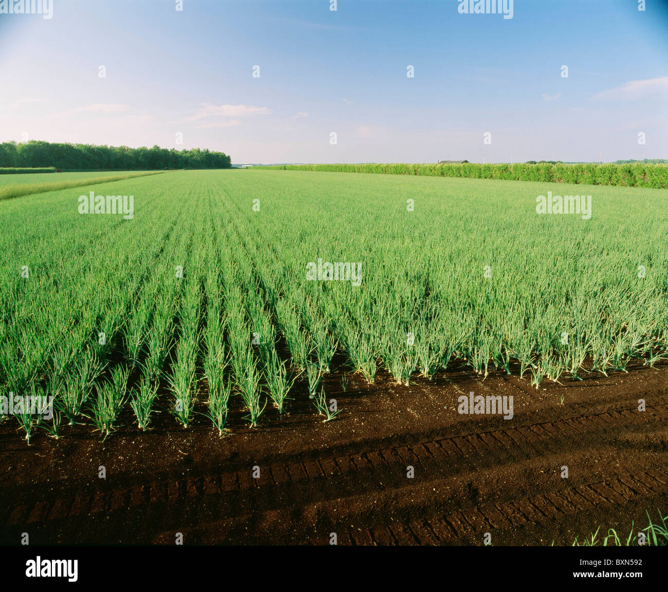 YELLOW ONIONS ON MUCK GROUND ELBA, NEW YORK Stock Photo