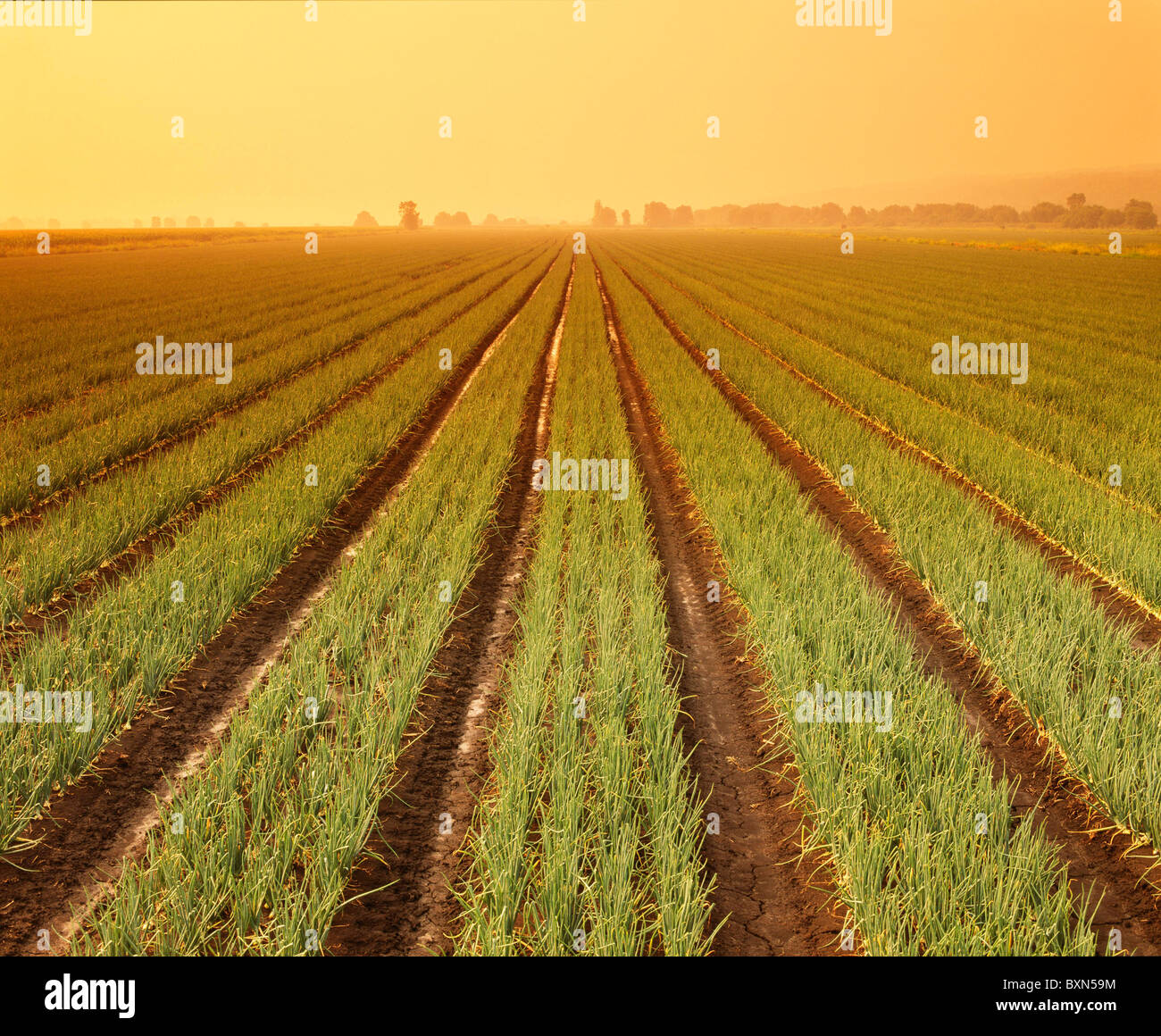Mature Yellow Onion Field High Resolution Stock Photography and Images ...