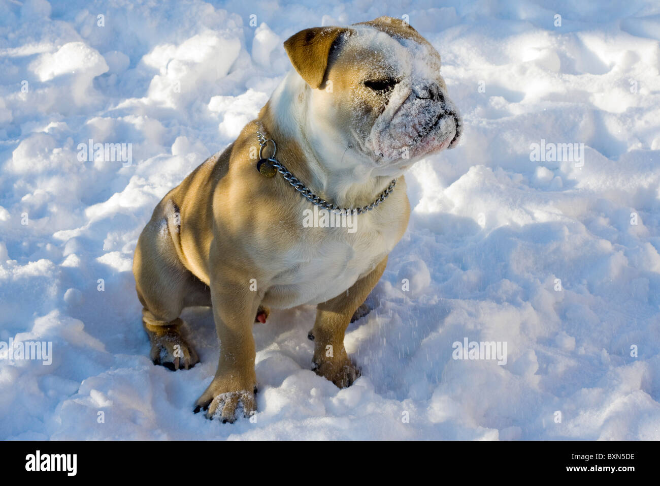A British Bulldog sat in the snow Stock Photo