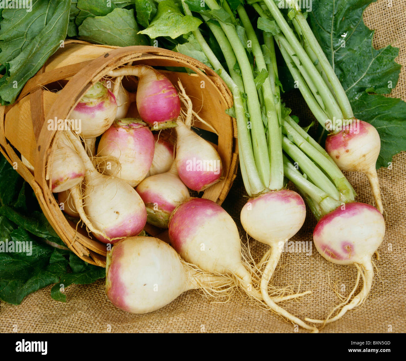 Turnip Greens In Tamil
