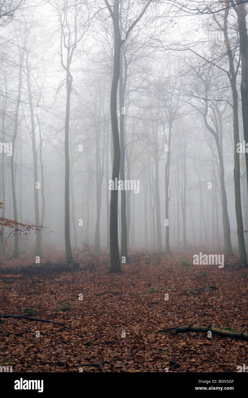 Woods on a misty autumn morning Stock Photo - Alamy
