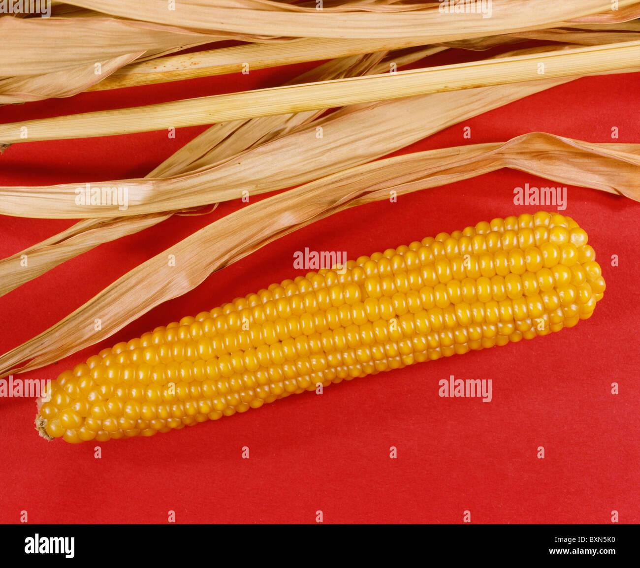 Zea mays everta hi-res stock photography and images - Alamy