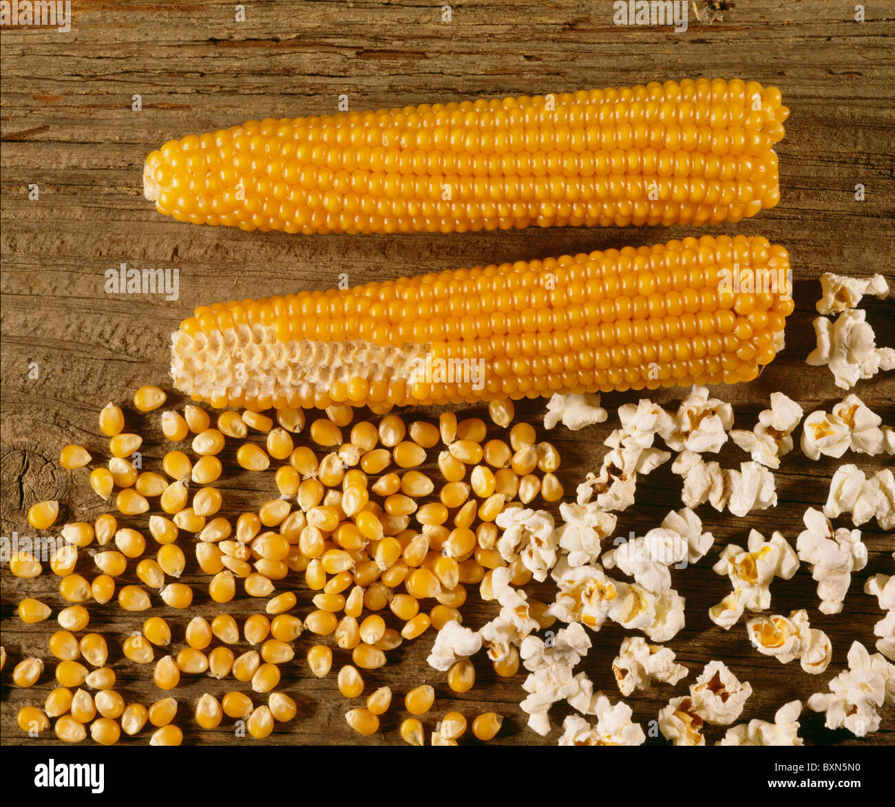 POPCORN PEARL TYPE ZEA MAYS EVERTA STUDIO Stock Photo Alamy