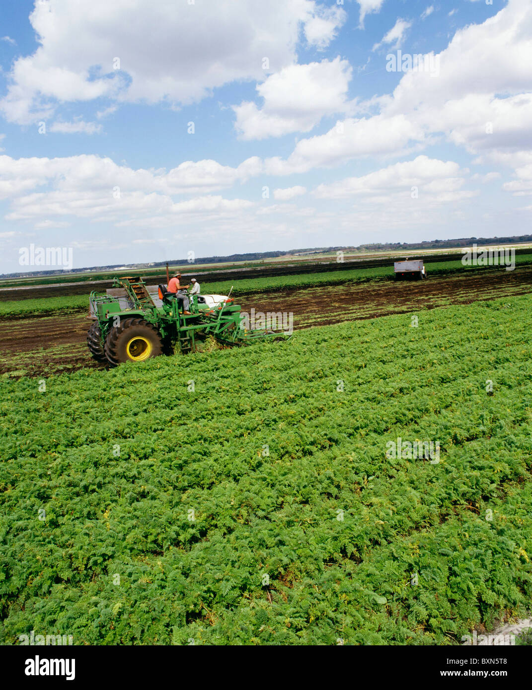 HARVESTING CARROTS ZELLWIN FARMS ZELLWOOD, FLORIDA Stock Photo Alamy
