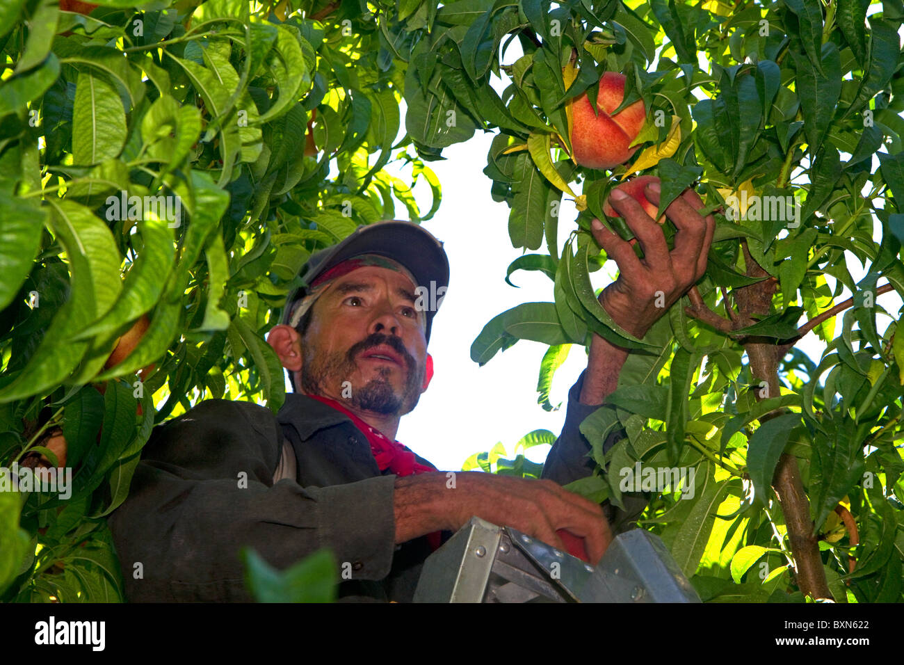Migrant worker harvesting peaches in southwest Idaho, USA. Stock Photo
