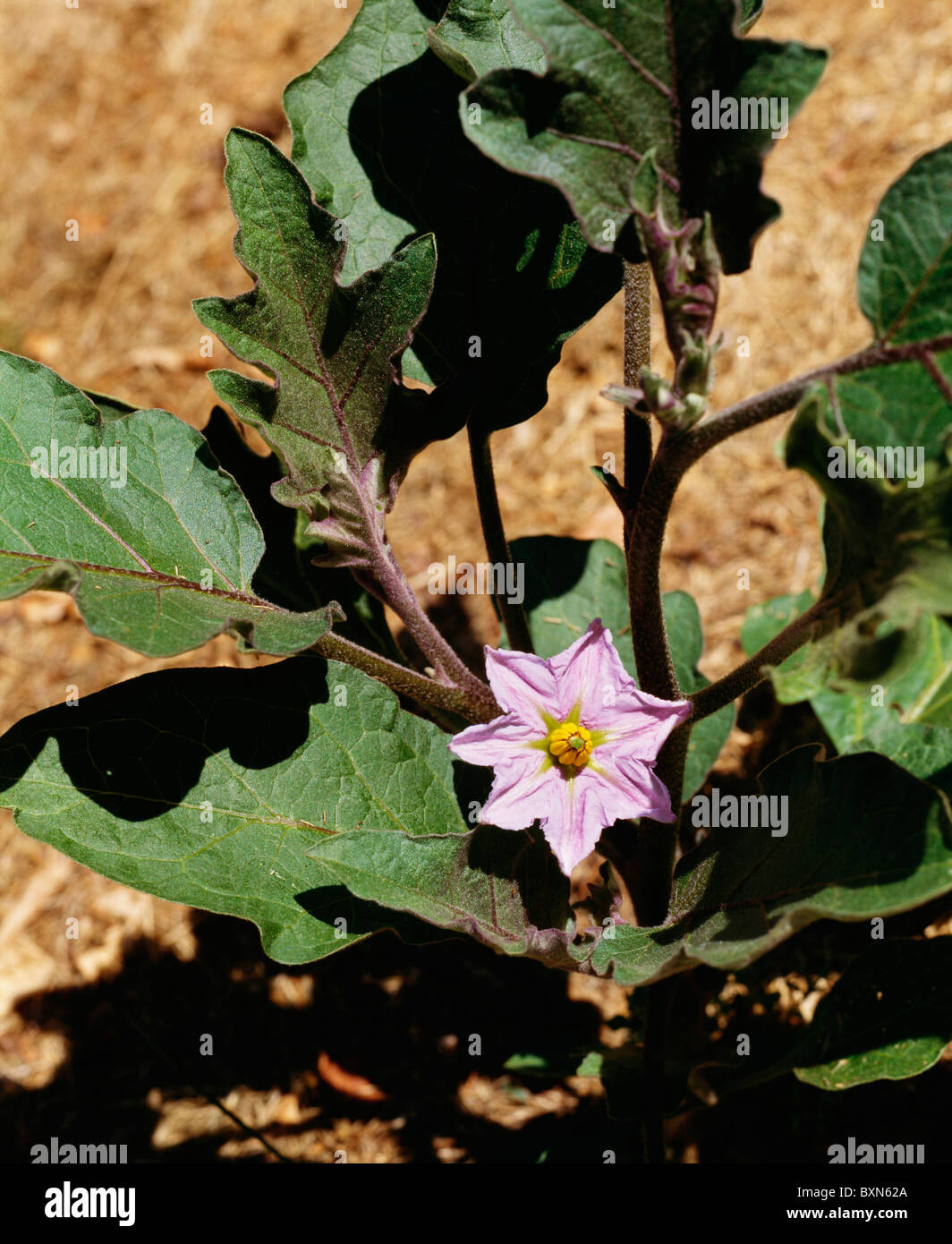 EGGPLANT CLASSIC FLOWERING STUDIO GARDEN Stock Photo Alamy