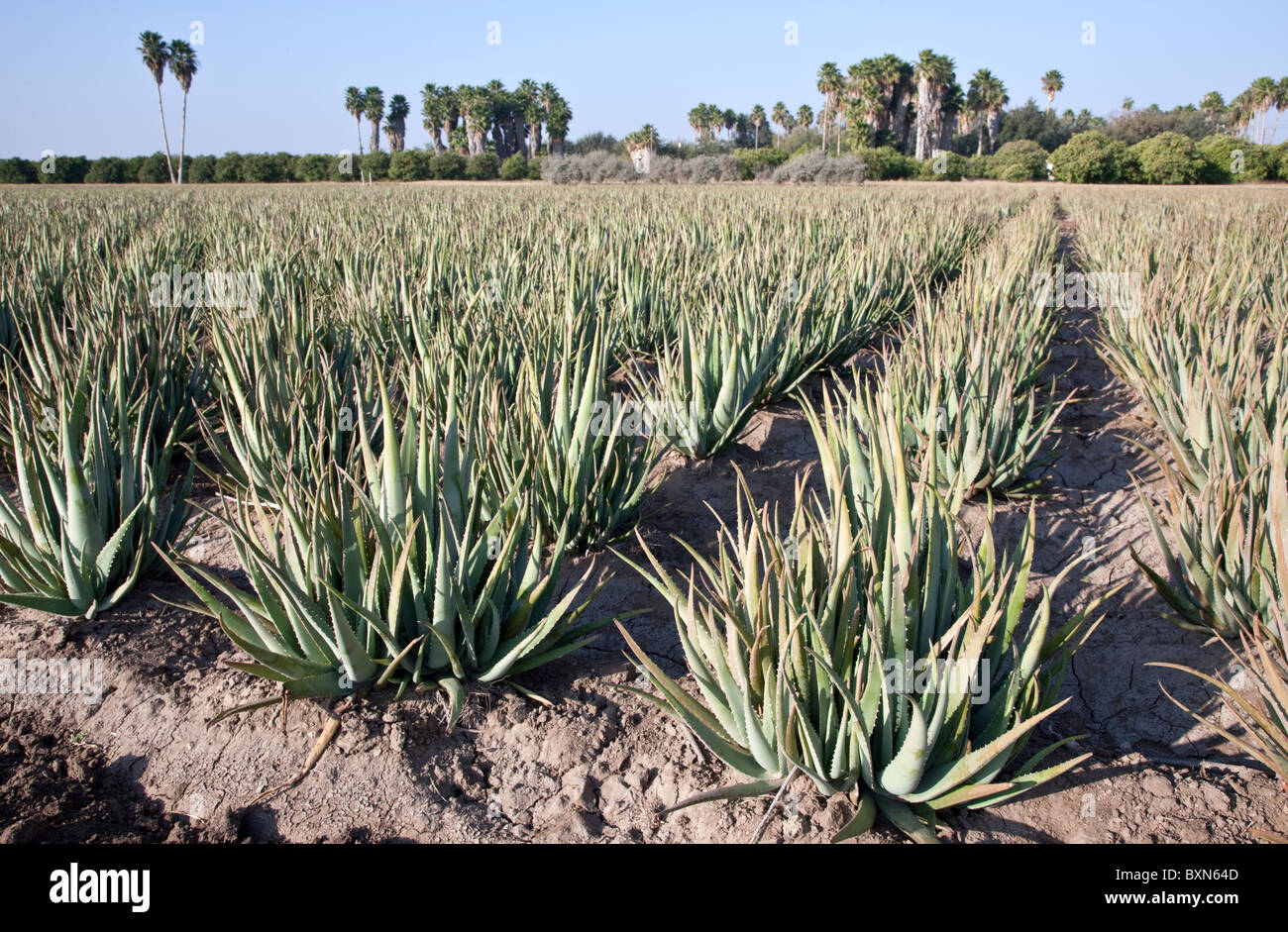 Aloe Vera plants, field planting, Stock Photo