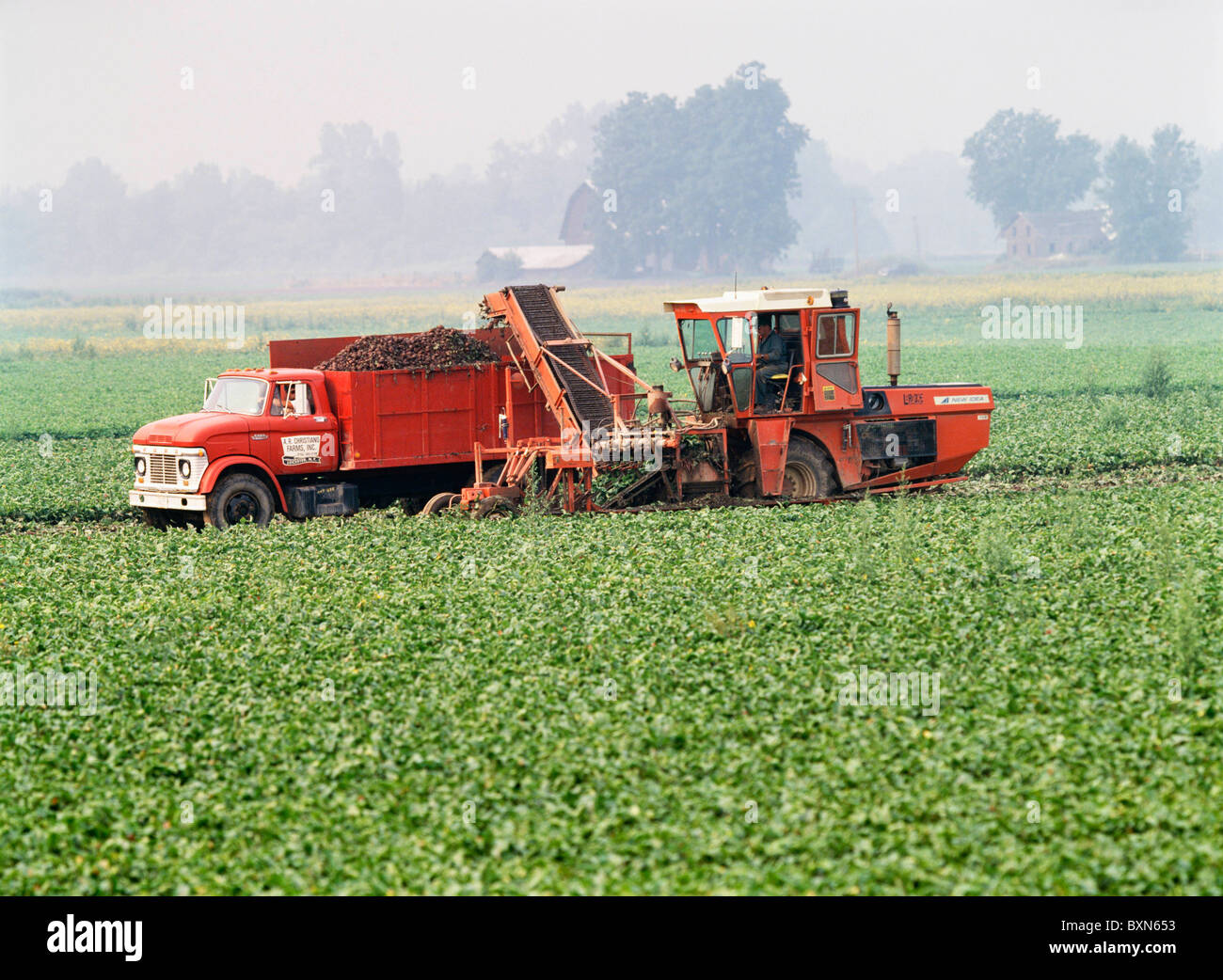 BEET HARVESTING / TABLE BEETS WITH NEW IDEA 708 WITH CUSTOM MADE BEET