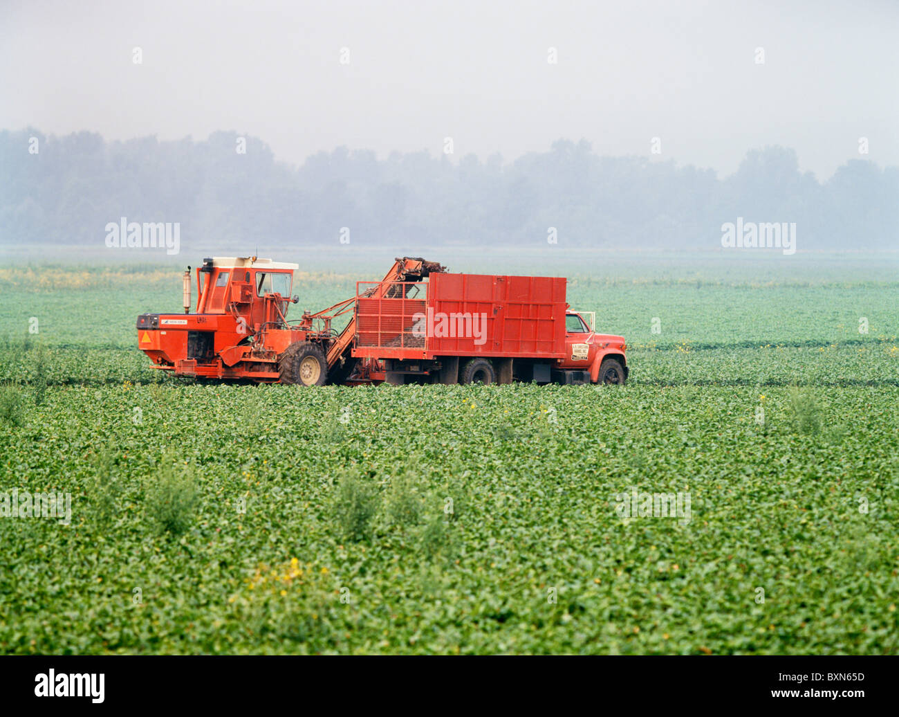 BEET HARVESTING / TABLE BEETS WITH NEW IDEA 708 WITH CUSTOM MADE BEET