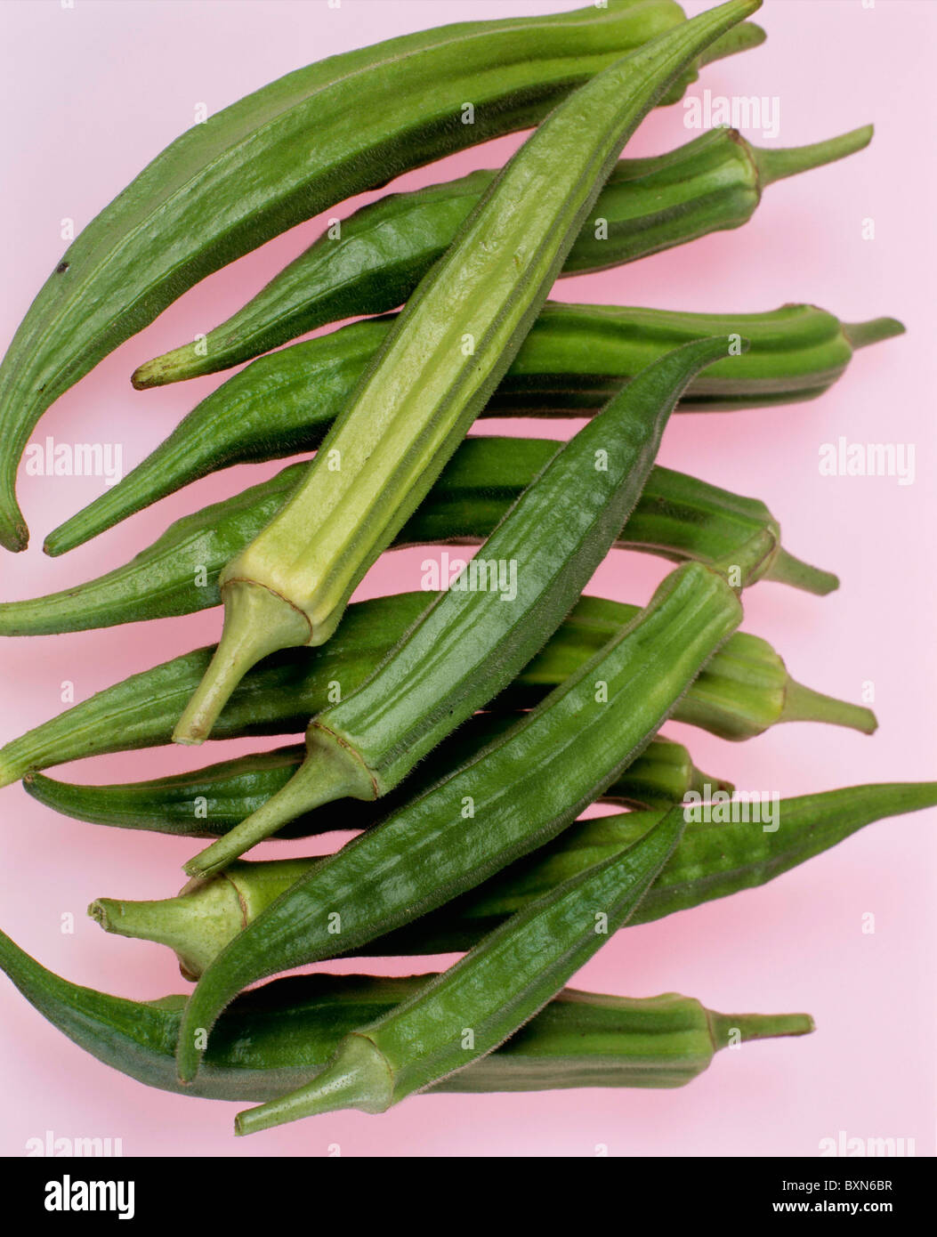 OKRA (ABELMOSCHUS ESULENTUS) 'CLEMSON SPINELESS 80' STUDIO GARDEN Stock