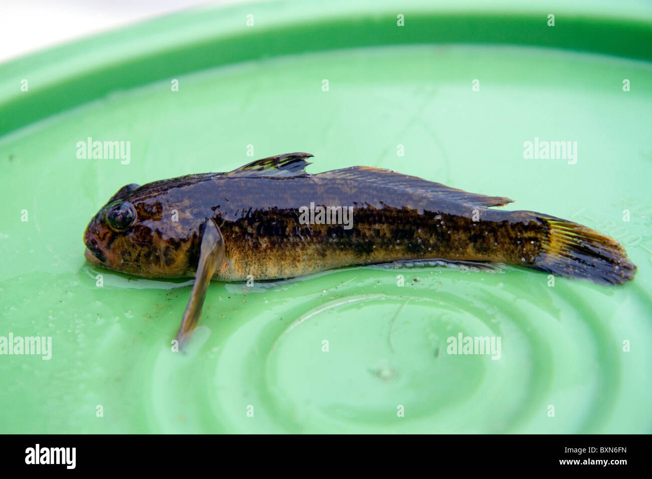 Round goby freshwater fish is an invasive species found in the Great Lakes of northeastern North America. Stock Photo