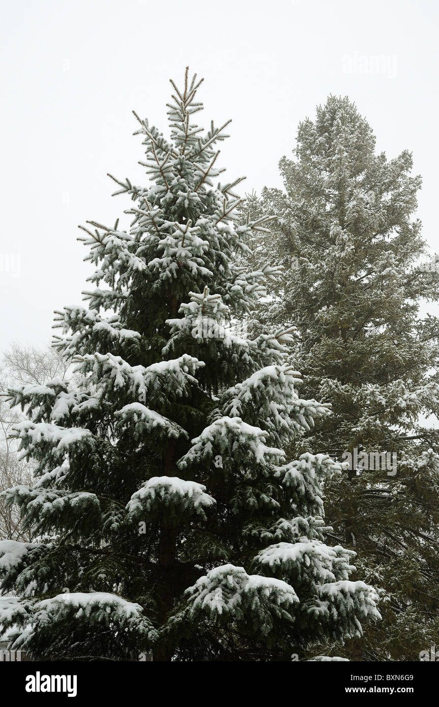 Snow covered forest pine trees Stock Photo - Alamy