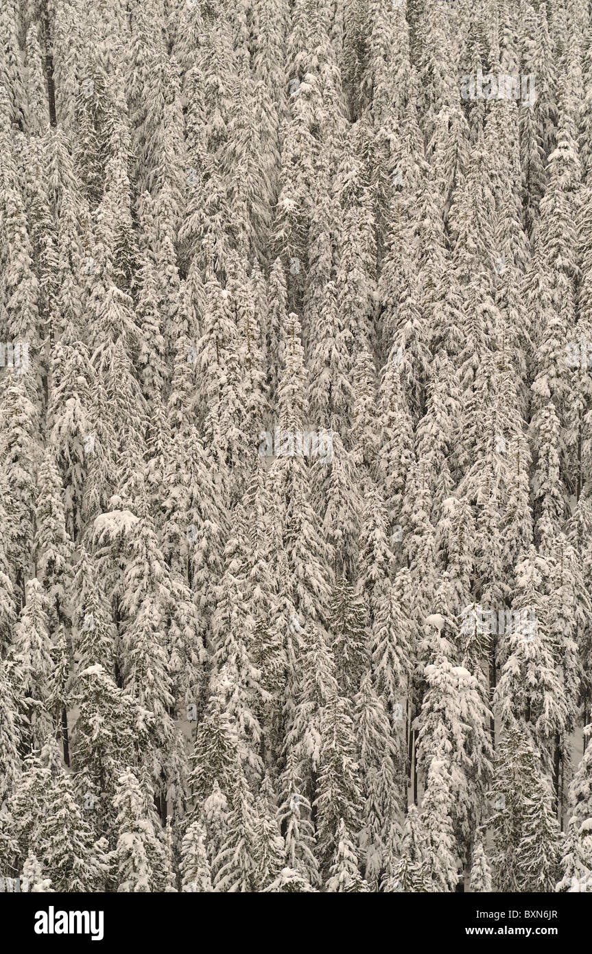 Pine Trees covered in snow Stock Photo - Alamy