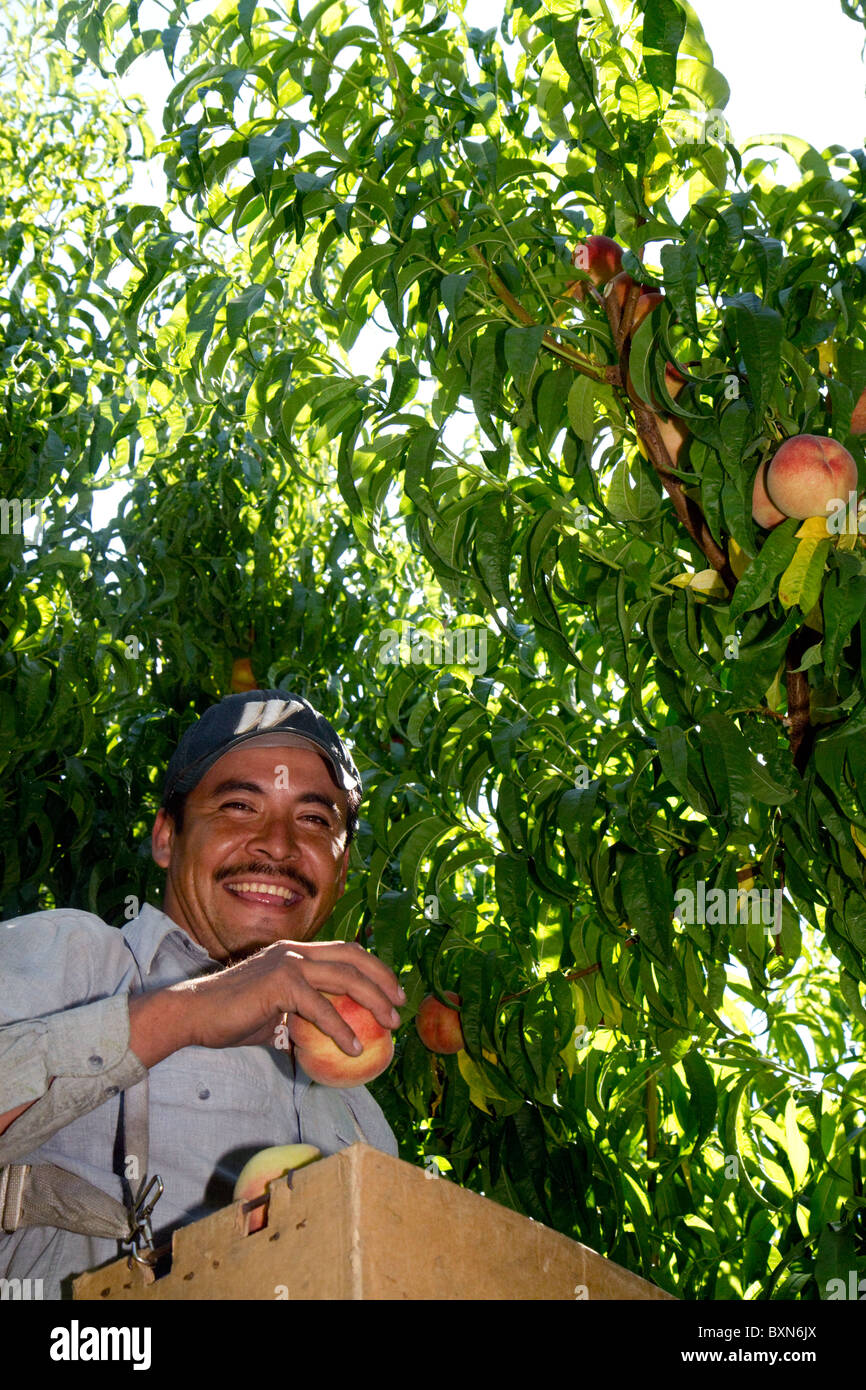 Migrant worker harvesting peaches in southwest Idaho, USA. Stock Photo