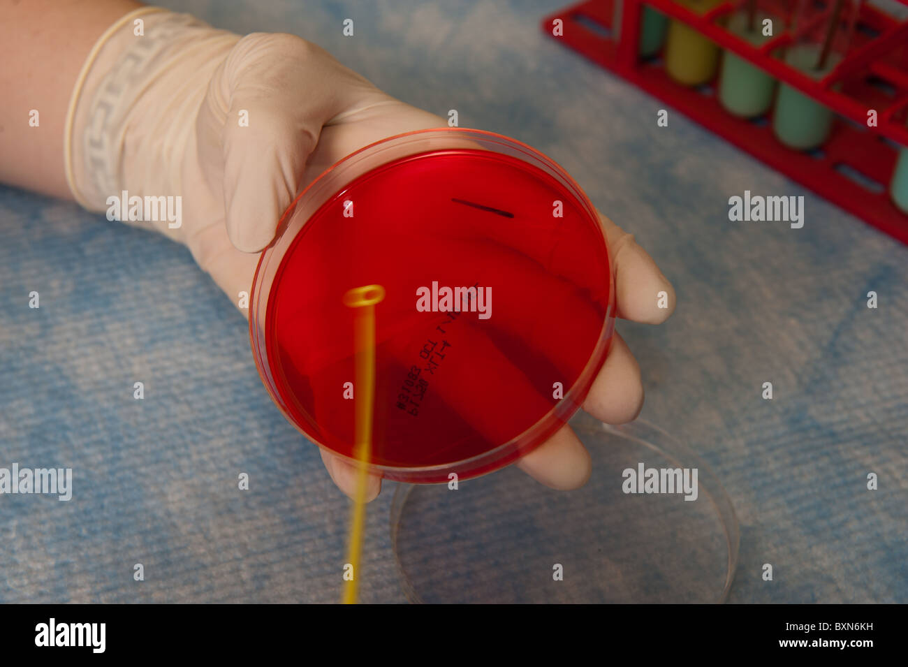 Lab technician and experiment Stock Photo - Alamy