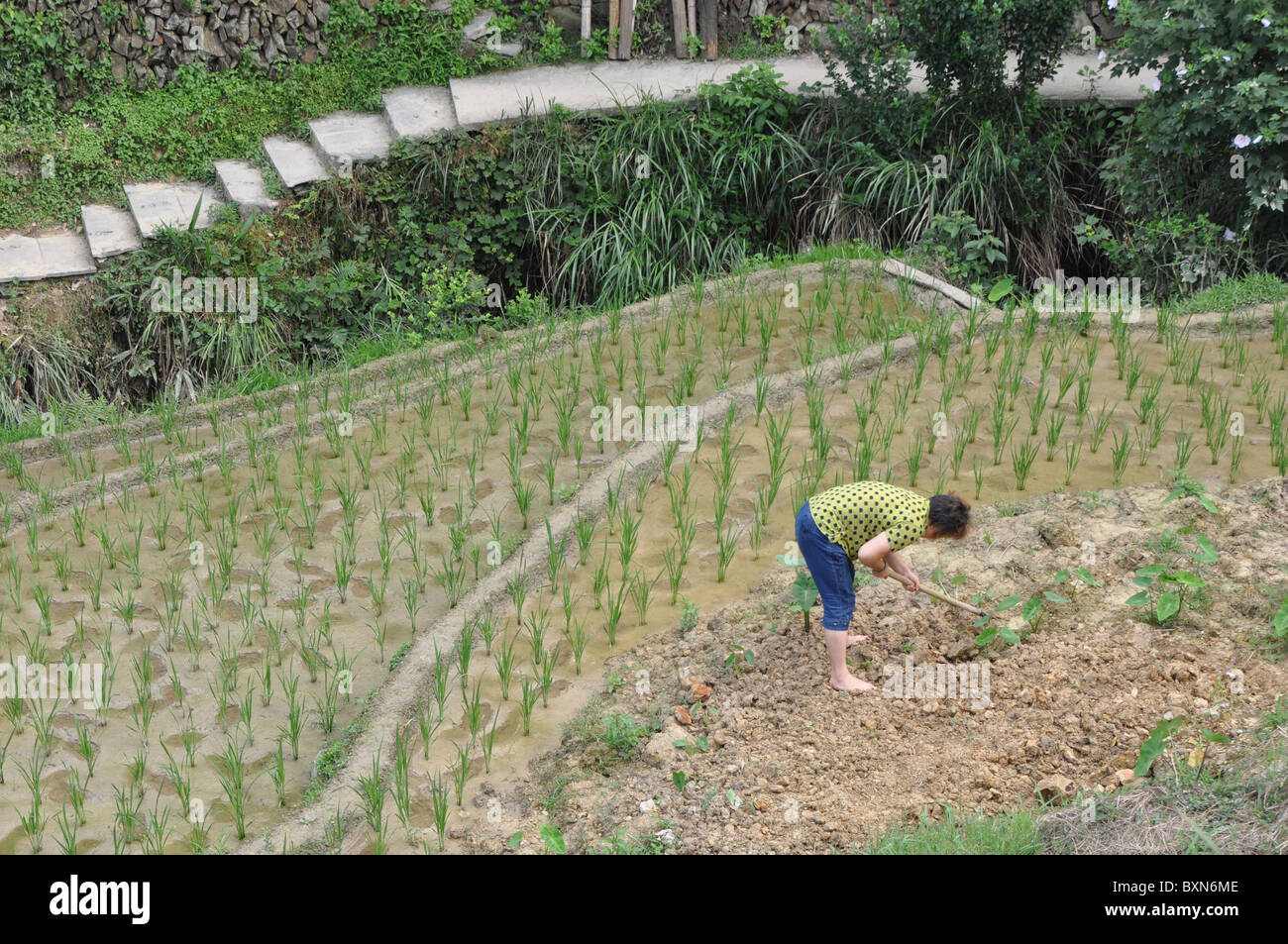 Chinese person on the way to work on the Longji rice terraces, Southern ...