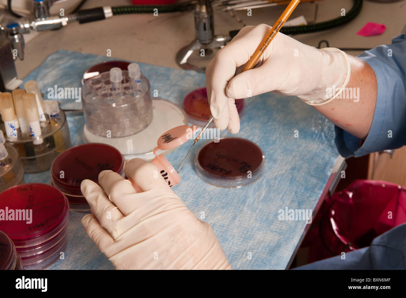 Lab technician and experiment in the diagnostic lab at University of