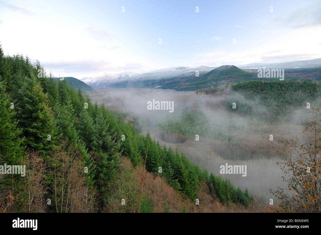 Mount st helen trees hi-res stock photography and images - Alamy