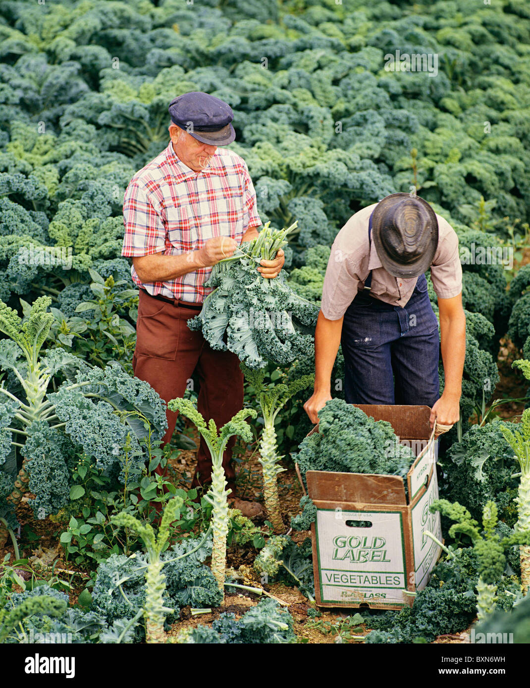 Man harvesting kale hires stock photography and images Alamy
