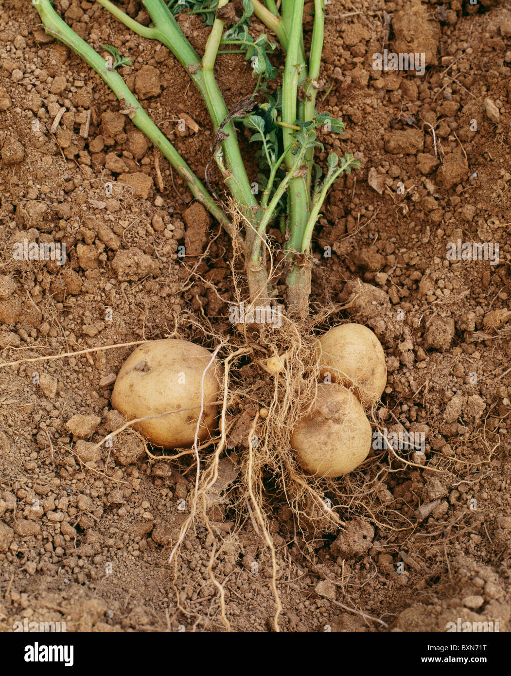 tuber-stem