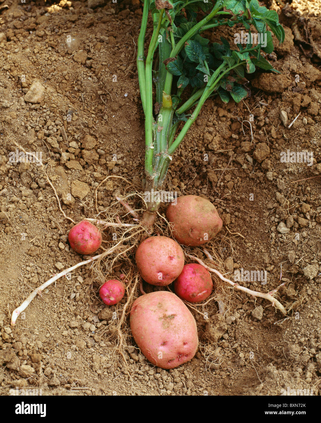 Red pontiac potato solanum tuberosum hi res stock photography and