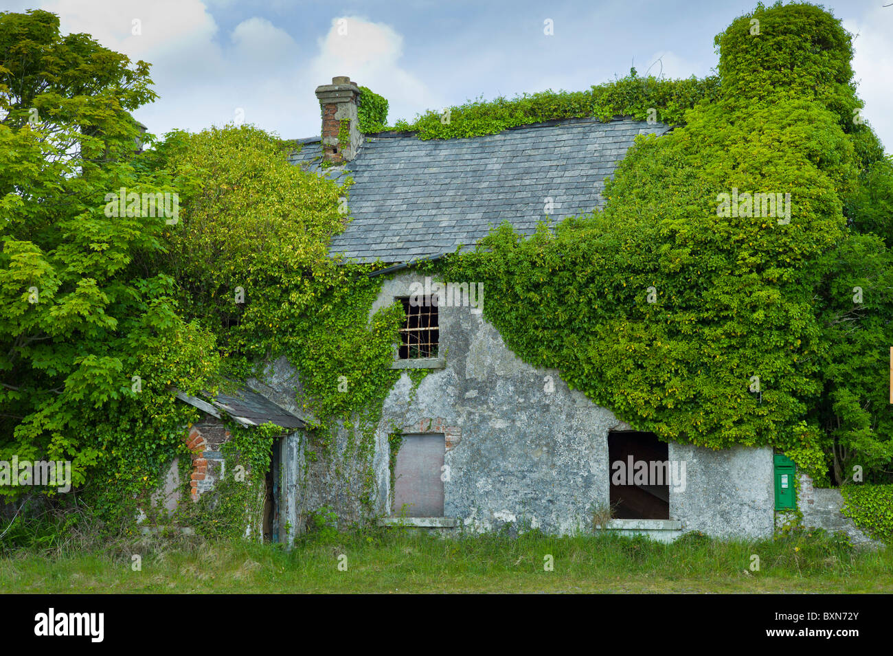 Derelict cottage for sale, in need of renovation,covered in ivy and