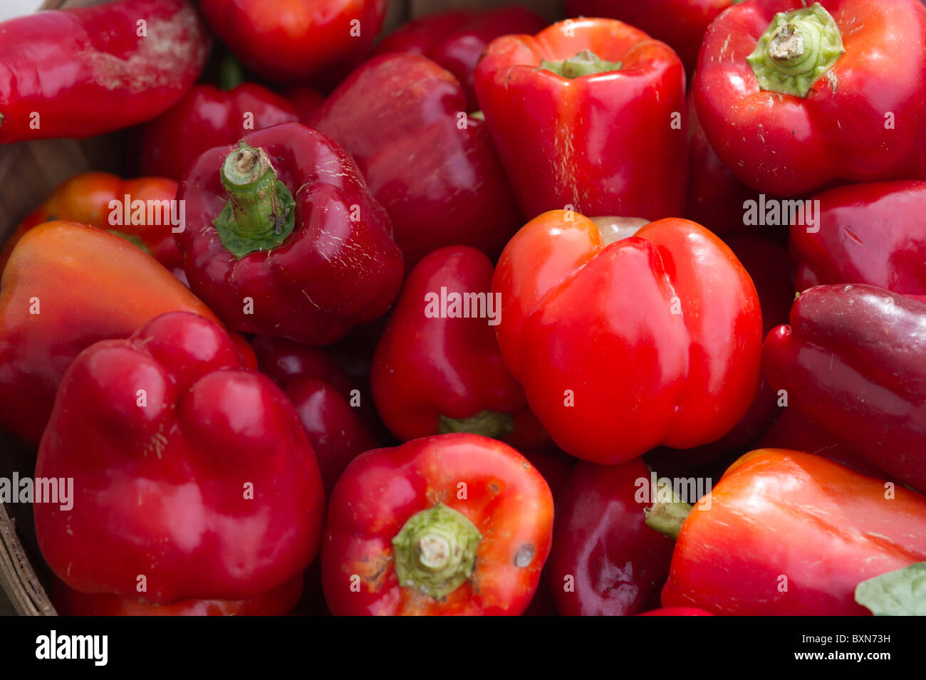 Red peppers Stock Photo