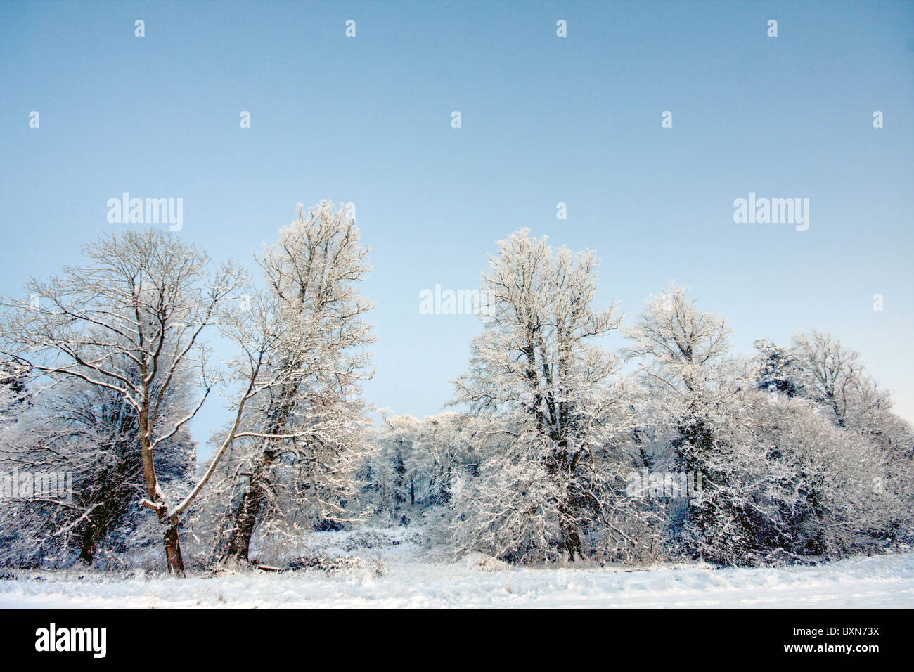 frozen snow sticking to trees in winter Stock Photo