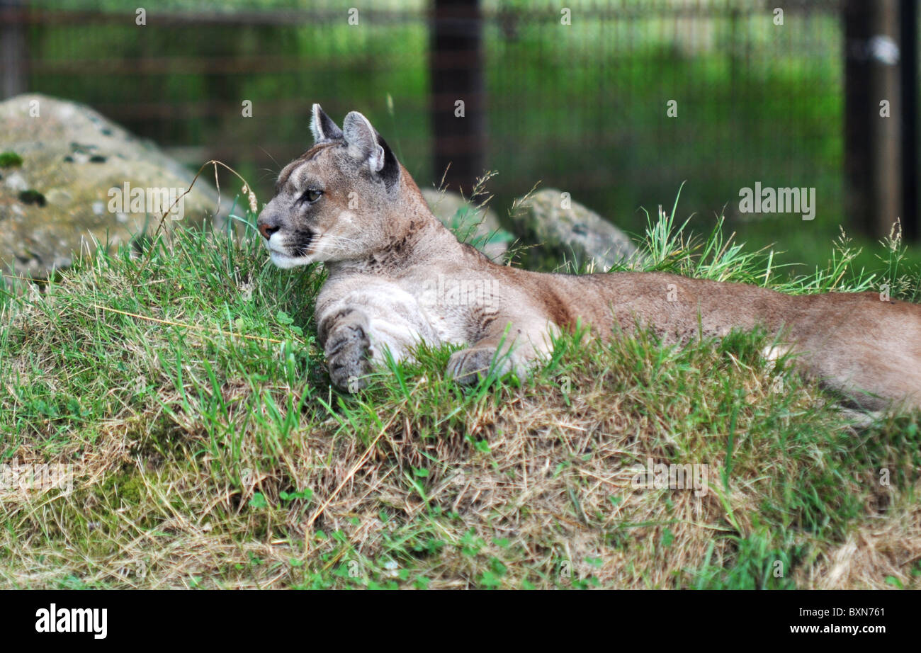 PUMA BEING DISTRACTED FROM IT'S LAZY AFTERNOON IN THE SUN IN IT'S ENCLOSURE  Stock Photo - Alamy
