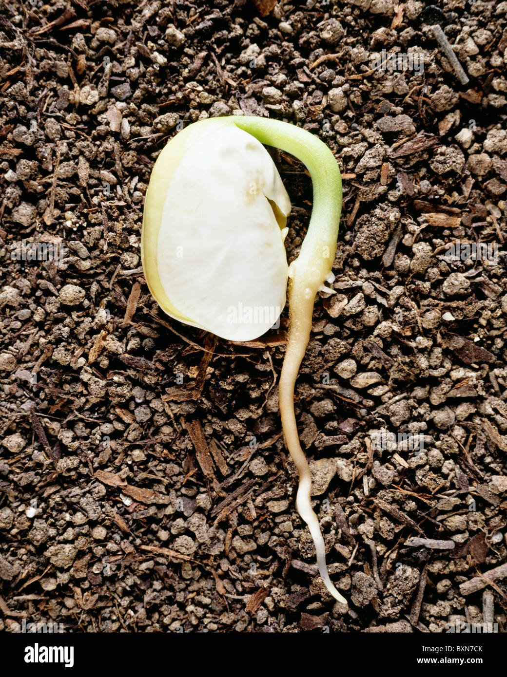 GERMINATING LIMA BEAN STUDIO (BUSH VARIETY FORKHOOK 242 Stock Photo