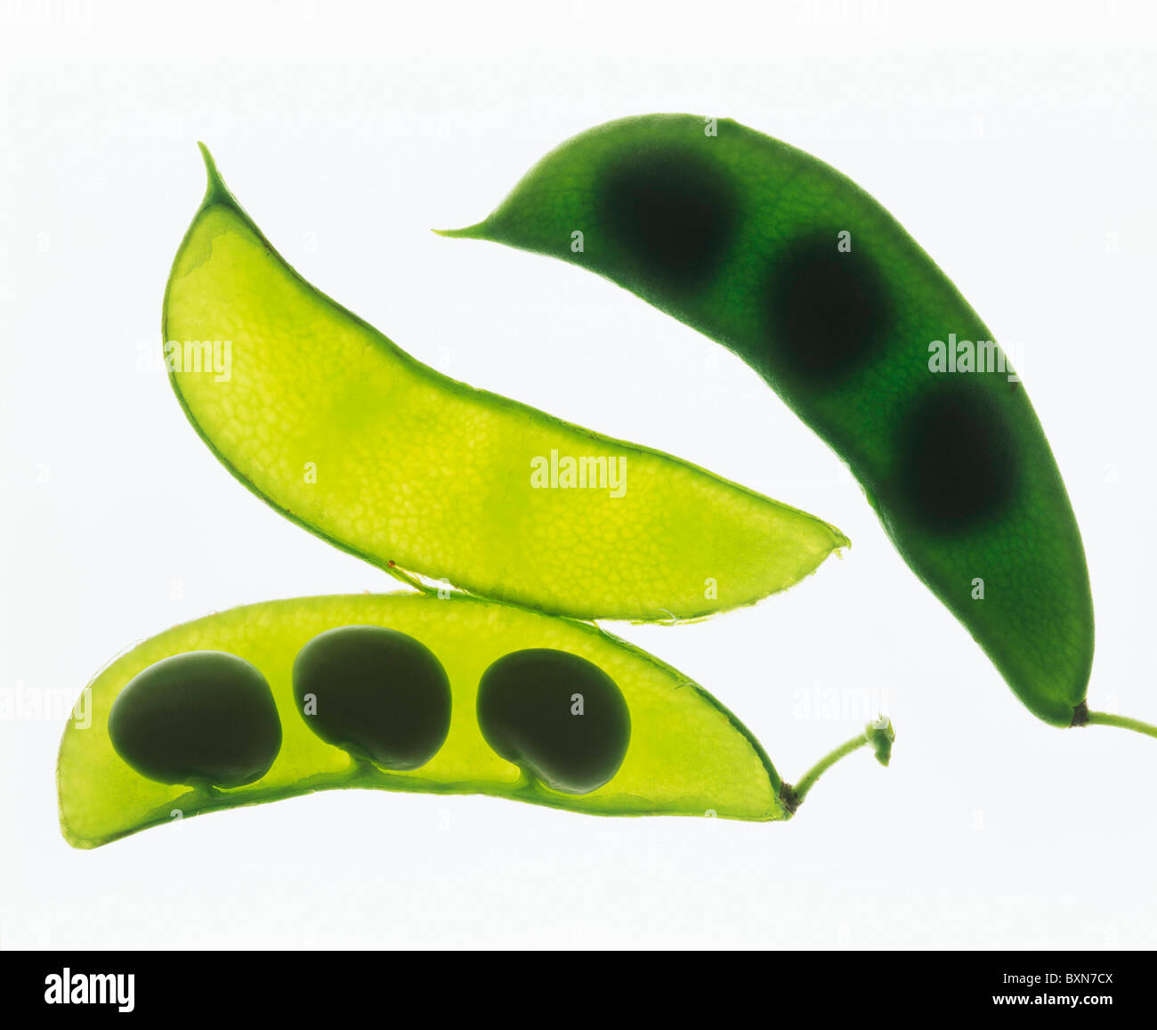 BABY LIMA, BUTTER BEANS OR HENDERSON'S BUSH BEANS (PHASEOLUS LIMENSIS