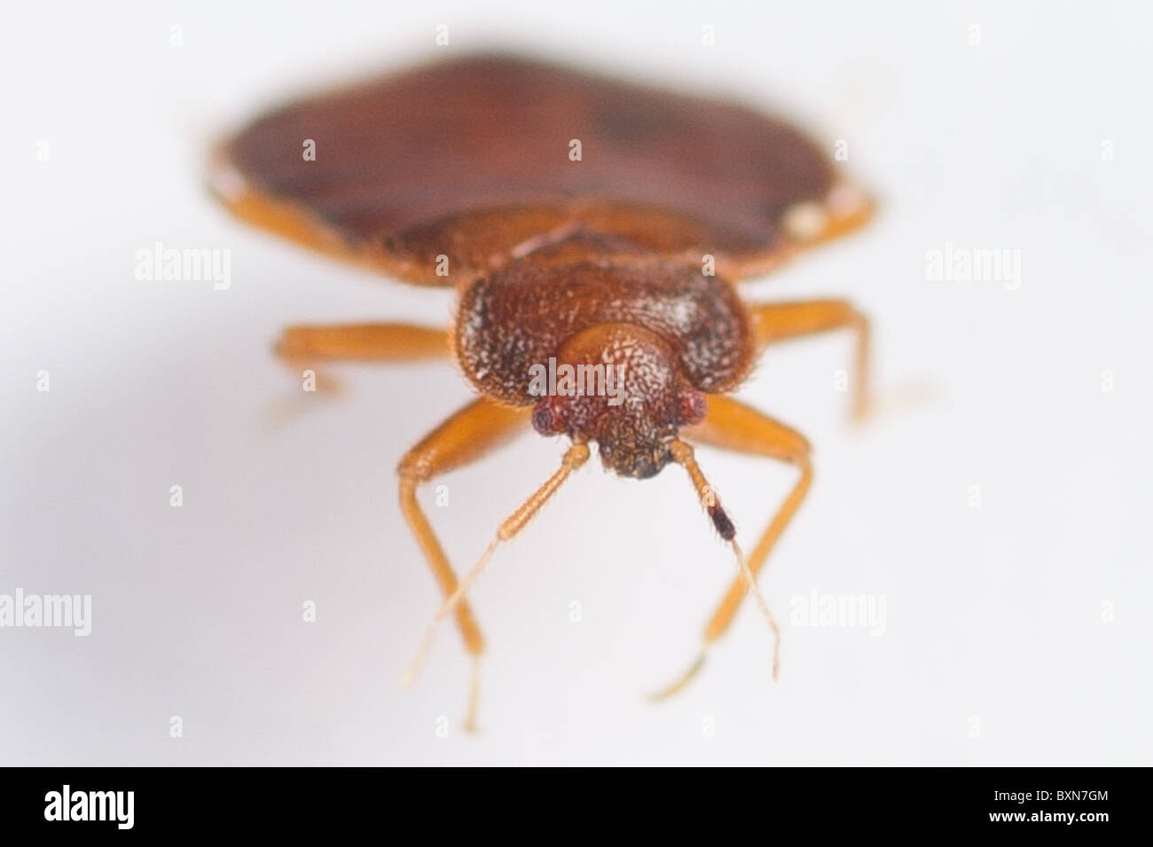 Bed bugs, Cimex lectularius Stock Photo