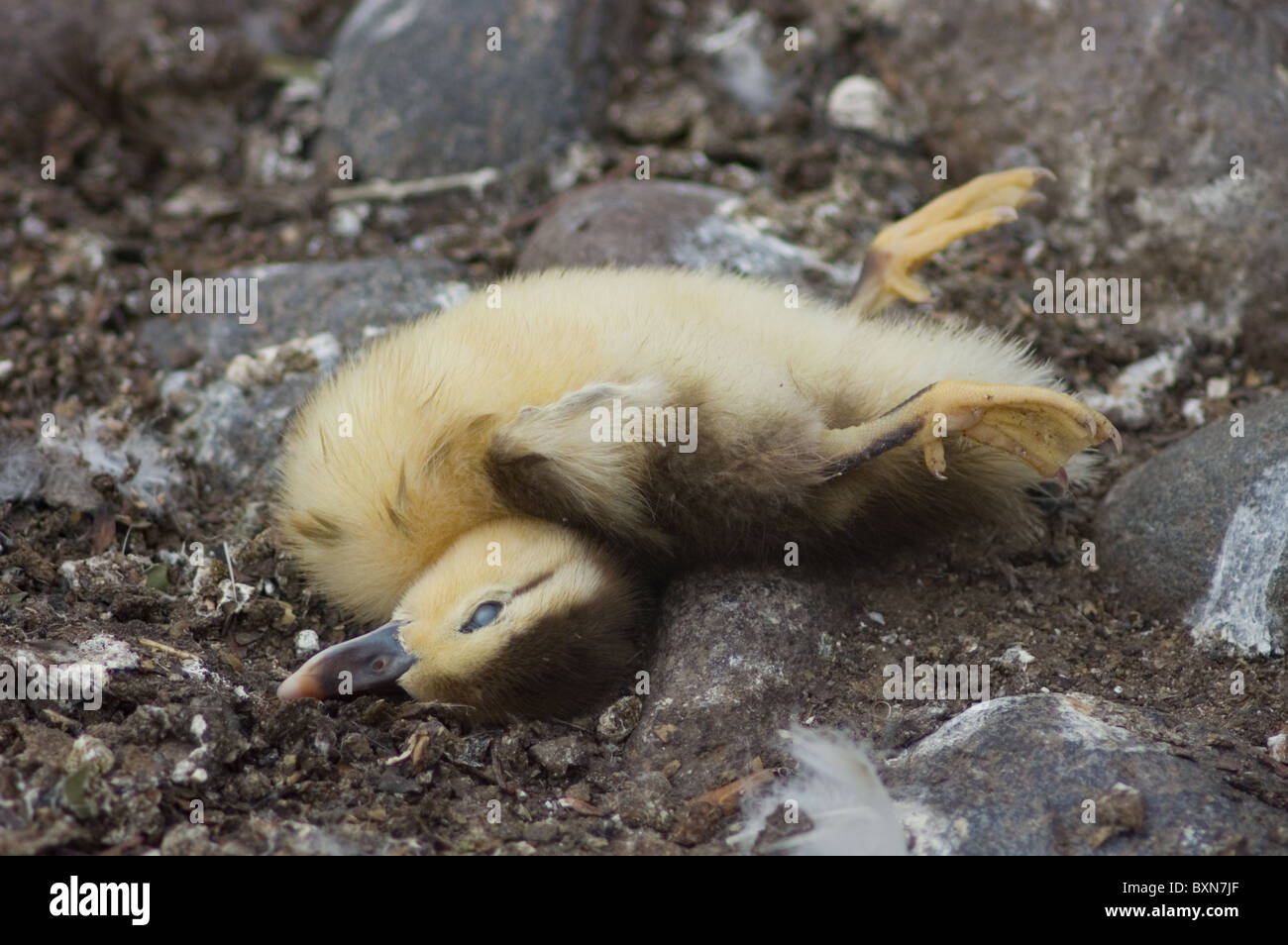 Photo of a dead duckling Stock Photo