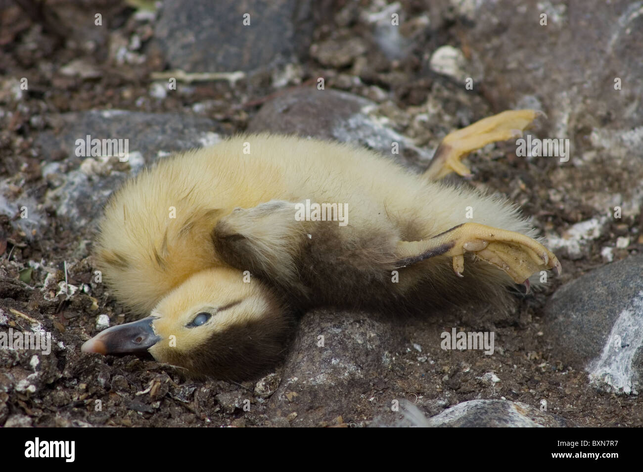 Duck of death hi-res stock photography and images - Alamy
