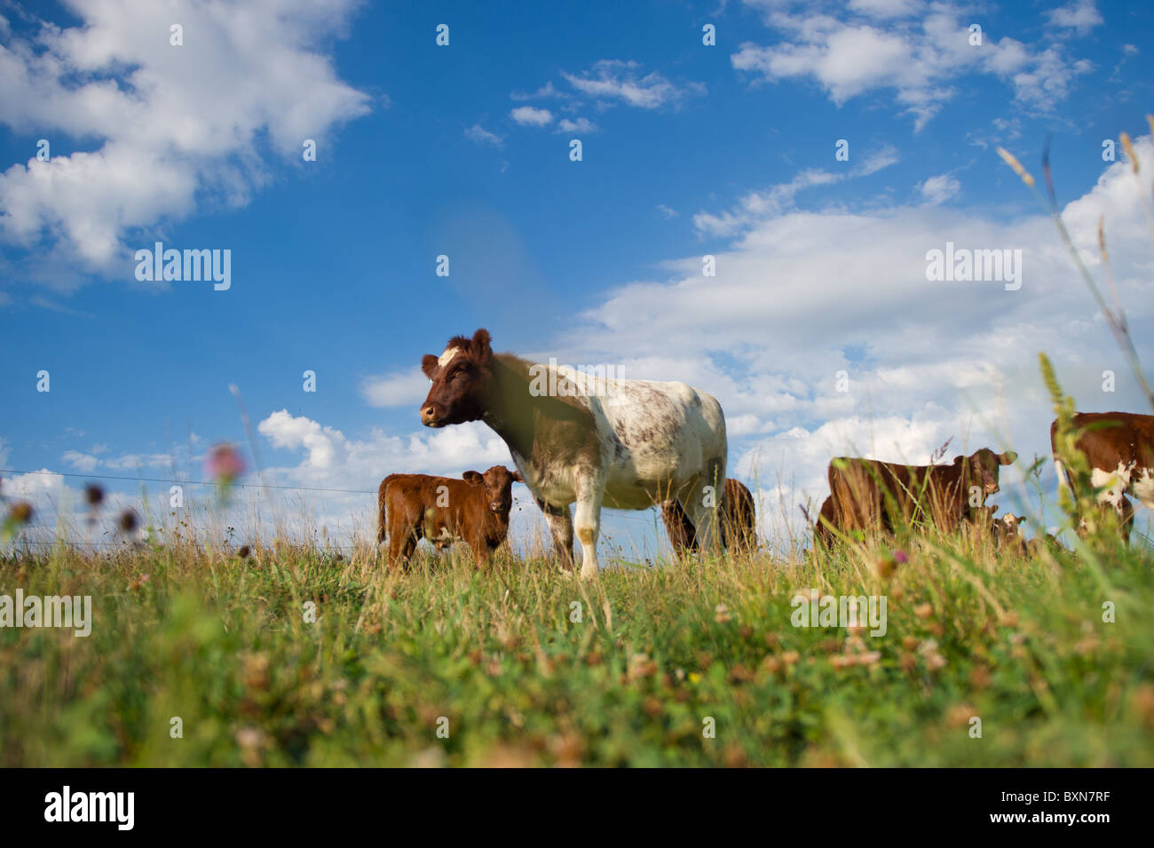 Beef cattle in Hookstown, PA Stock Photo