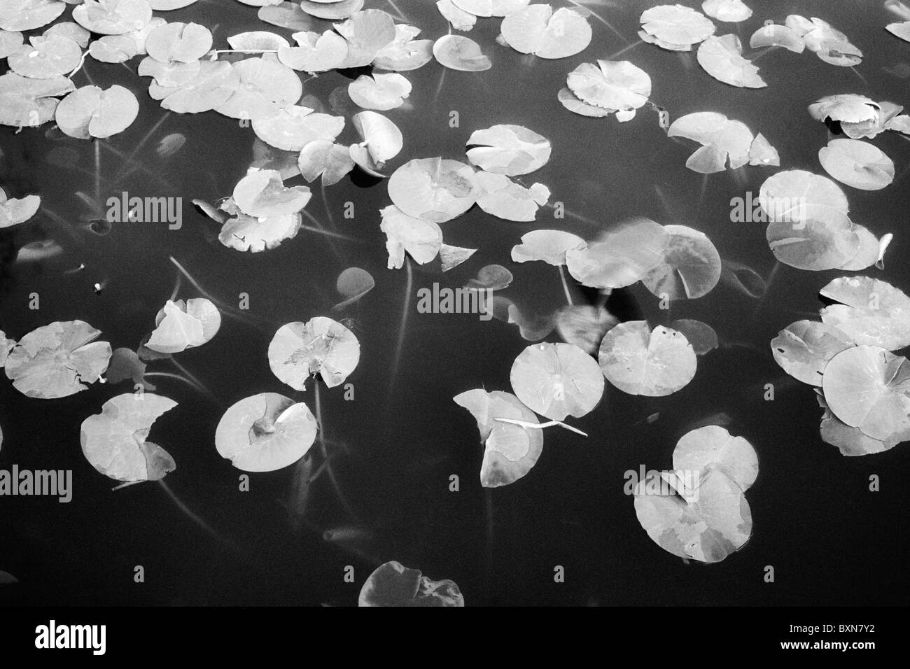 quiet Japanese pond background with still water and lotus leafs Stock