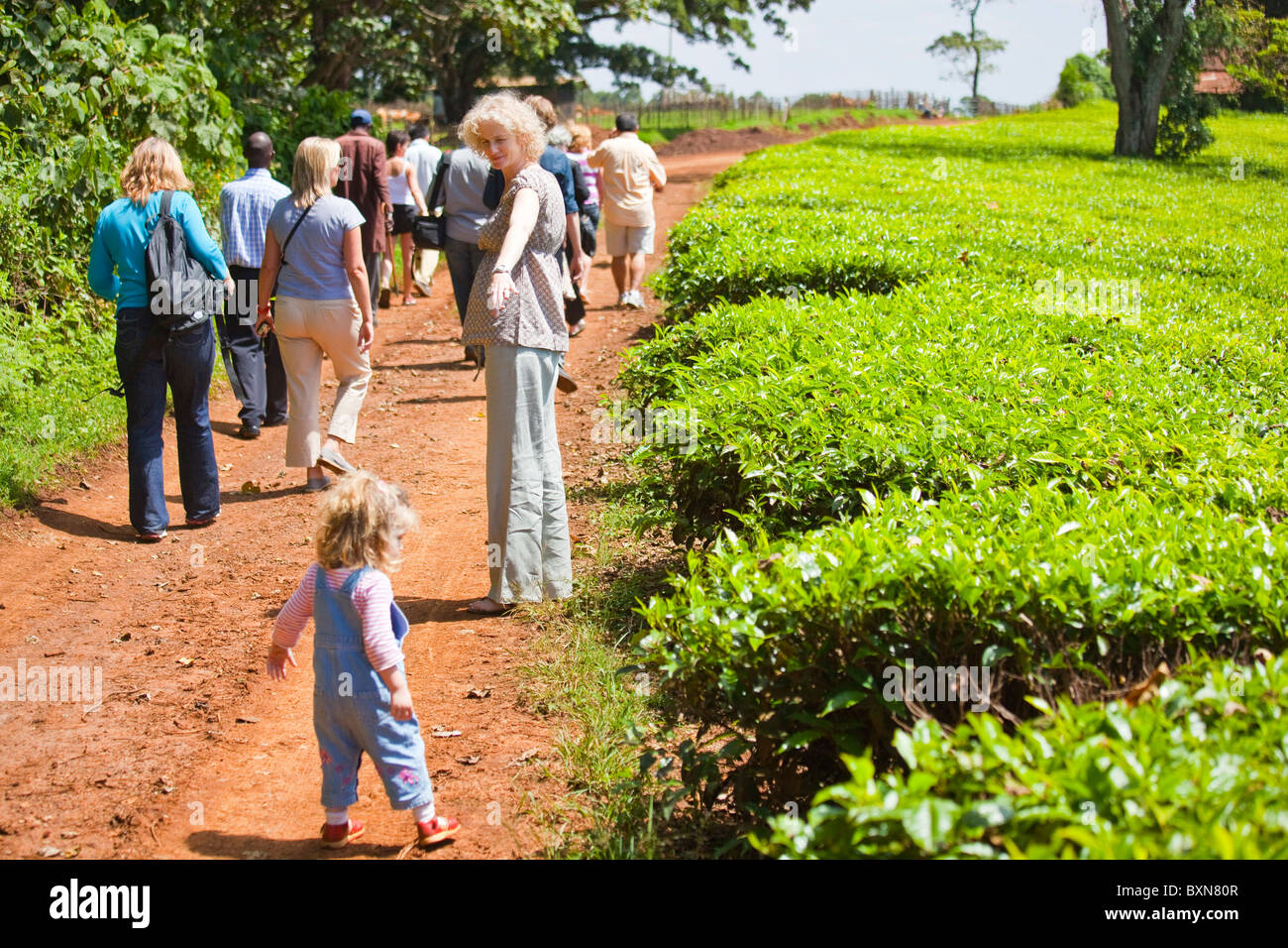 Tea plantation tour Kiambethu Tea Farm, Nairobi, Kenya Stock Photo