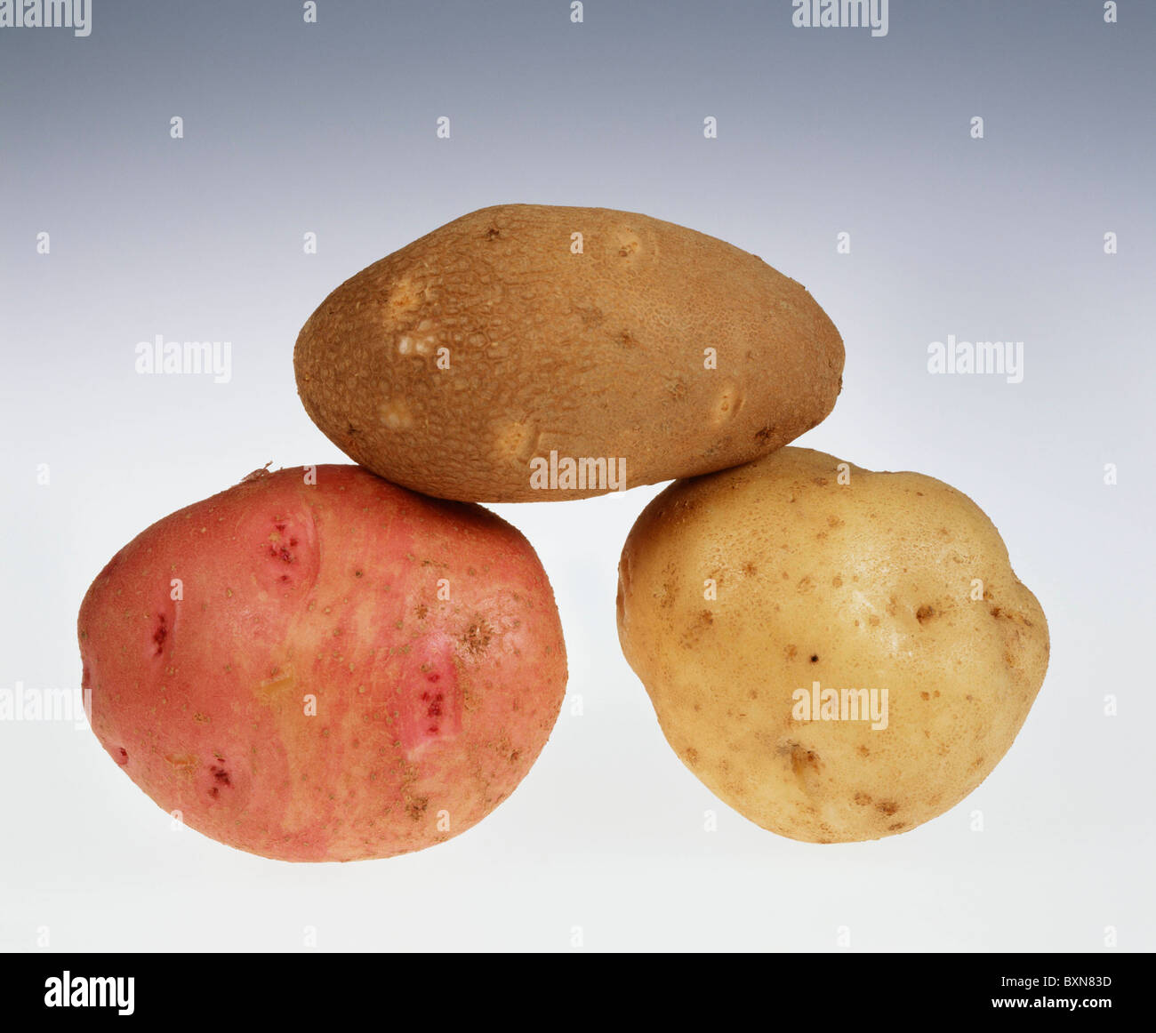 POTATOES (SOLANUM TUBEROSUM) TOP - RED PONTIAC RIGHT - NORGOLD RUSSET LEFT - IRISH COBBLER STUDIO Stock Photo