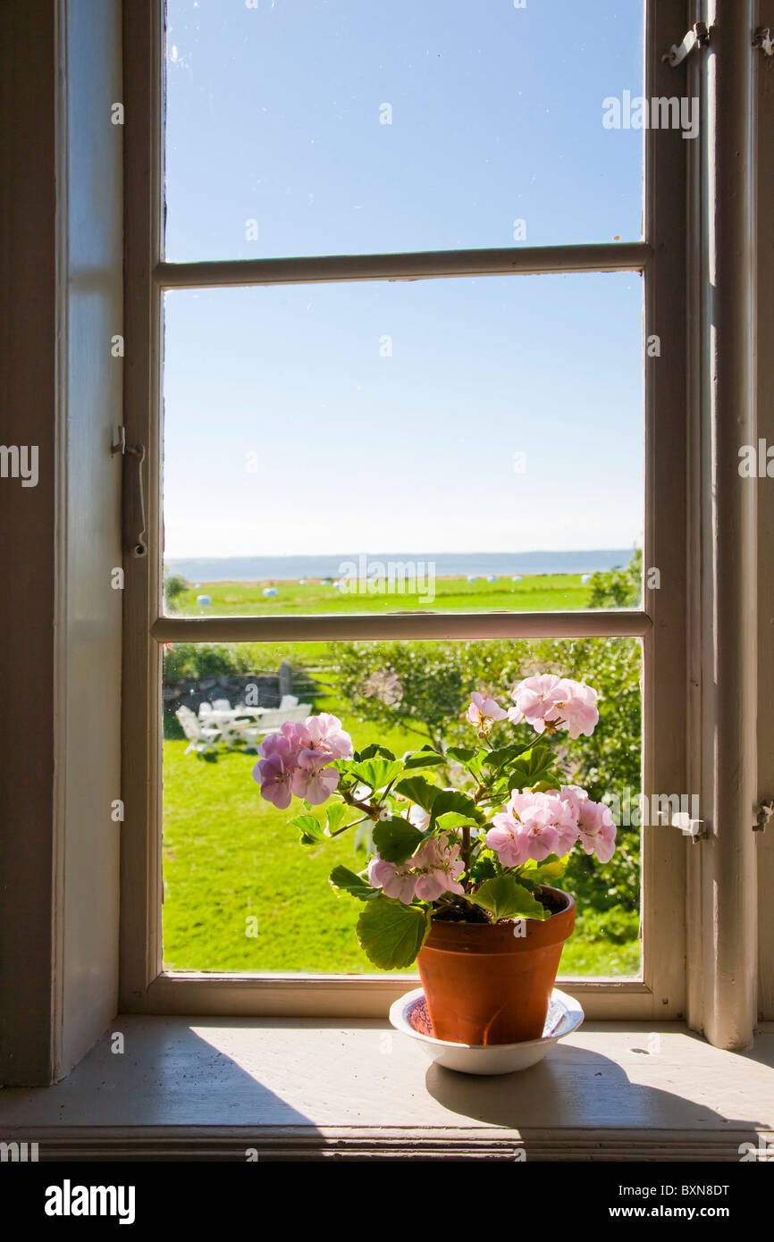 Pelargonium on the window sill of an old house with a view over the sea, Gotland, Sweden. Stock Photo