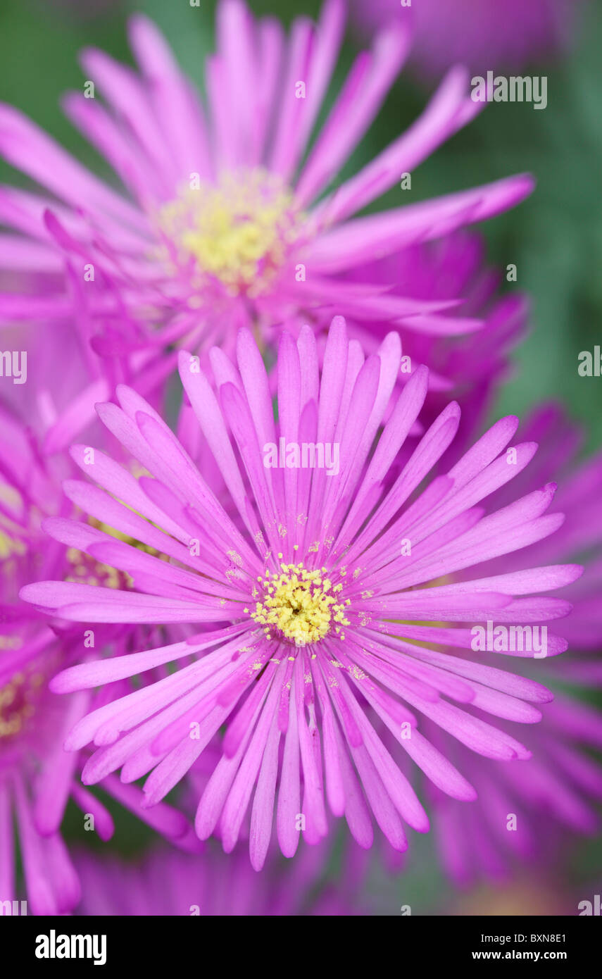 Showy Vygie Flowers Lampranthus amoenus Stock Photo